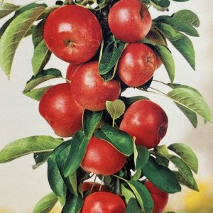 Mini jabloň - stĺpovitá (Malus ballerina) ´RED CATS´ - jesenná 70- 80 cm - voľnokorenná